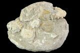 Cretaceous Fish (Stromerichthys) Jaws & Shark Teeth In Rock #88710-1